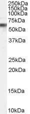 GTX89286 - VPS45