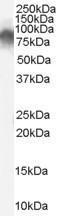 GTX89297 - Radixin / RDX