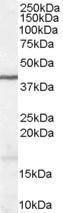 GTX89319 - WNT3