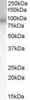 GTX89403 - PDE4B