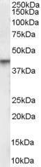 GTX89509 - Vitamin D3 receptor / NR1I1