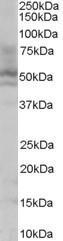 GTX89532 - HNF4 alpha / TCF14