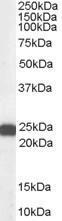 GTX89538 - BAG2