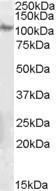 GTX89579 - Integrin beta-5 / ITGB5