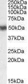 GTX89607 - RAR-alpha / RARA