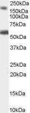 GTX89980 - BAIAP2