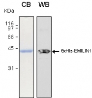 PRO-50047-0010 - EMILIN1