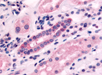 Immunohistochemical staining of Kidney (Renal tubules) using anti- HTR1F antibody SP4034P