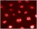 Immunohistochemical staining of RanBP3 in NRK cells using SP5156P.