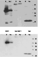 Western blotting of total Xenopus egg extract and Human HeLa cells using BP4503 (RCC1), BP4502S (RanGAP1) and BP4501S (GTPase Ran)