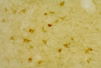 Staining of 5-HT (Serotonin) 2A Receptor Antibody 24288