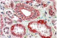 Staining of paraffin embedded Human Kidney using RANBP1 Antibody Cat.-No AP16253PU-N at 3.8 µg/ml. Steamed antigen retrieval with citrate buffer pH 6, AP-staining.