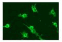 IF staining of L-SIGN-transfected cells with 109H12.03.