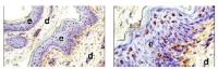 Porcine skin cryosections werestainedwith 310F7.02A:16X; B:40X; e: epidermis; d: dermis